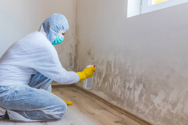 Licensed Attic Mold Remediation service in Butler, NJ - Car Mold Remediation