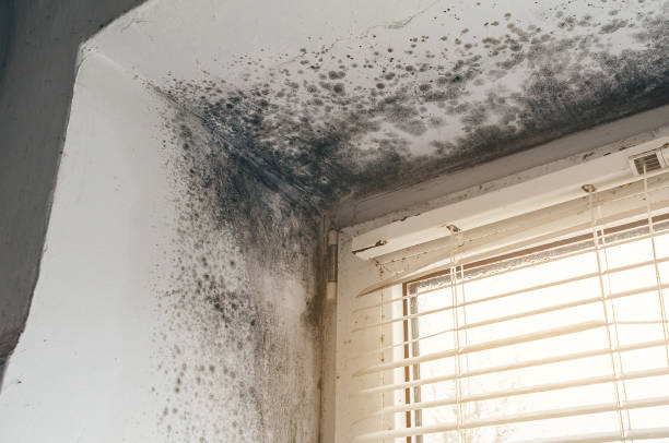 Affordable Attic Mold Remediation solutions in Butler, NJ